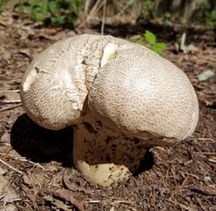 Lycoperdaceae