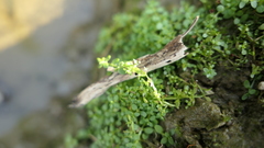 Callitriche japonica