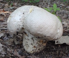 Lycoperdaceae