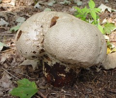 Lycoperdaceae