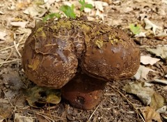 Lycoperdaceae