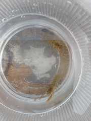 Cambarellus montezumae