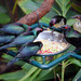 Metallic Starling - Photo (c) Art G., some rights reserved (CC BY-NC-ND)