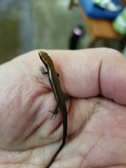 Iphisa elegans