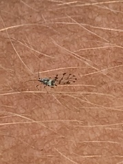 Eucarazzia elegans