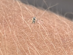 Eucarazzia elegans