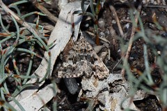 Dichromodes longidens