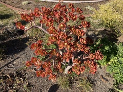 Crassula ovata