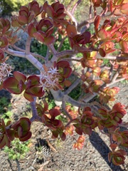 Crassula ovata