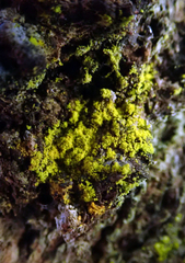 Chrysothrix occidentalis