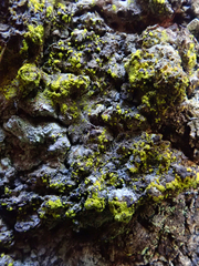 Chrysothrix occidentalis