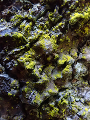 Chrysothrix occidentalis