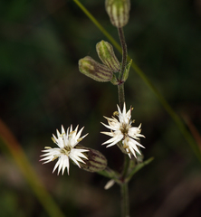 Silene bernardina