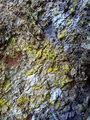 Chrysothrix occidentalis