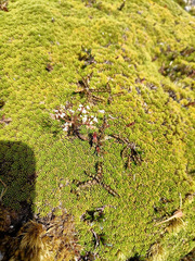 Anisotome flexuosa