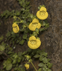 Calceolaria tenella