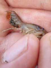 Cambarellus montezumae