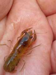 Cambarellus montezumae