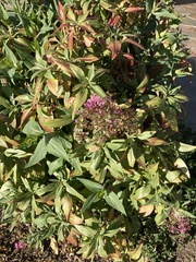 Centranthus ruber