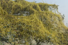 Cuscuta reflexa