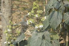 Clerodendrum infortunatum