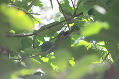 Colaptes auricularis