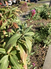 Centranthus ruber