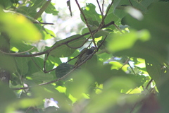 Colaptes auricularis