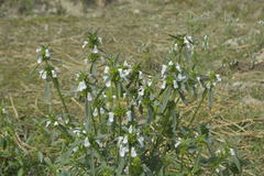 Leucas lavandulifolia