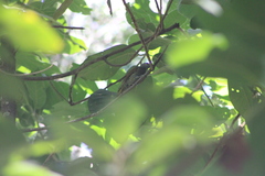 Colaptes auricularis