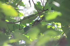 Colaptes auricularis