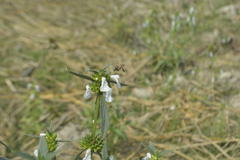 Leucas lavandulifolia