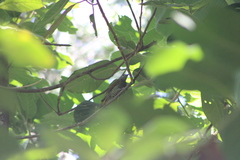 Colaptes auricularis