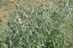 Leucas lavandulifolia