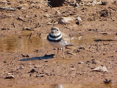 Charadrius vociferus