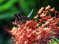 Lexias dirtea merguia