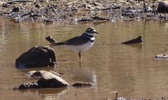 Charadrius vociferus
