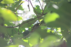 Colaptes auricularis