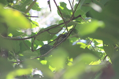 Colaptes auricularis