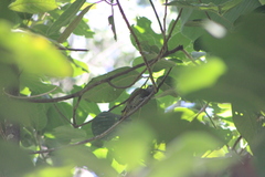 Colaptes auricularis