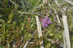 Rotala rotundifolia