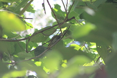 Colaptes auricularis