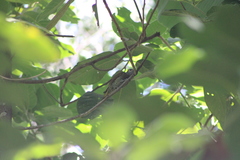 Colaptes auricularis