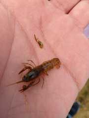 Cambarellus montezumae