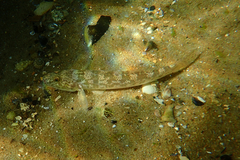 Yellowfin Goby photo 4