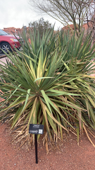 Yucca