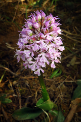 Neotinea conica