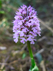 Neotinea conica