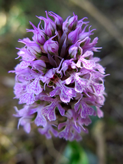 Neotinea conica
