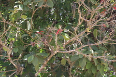 Erythrina lanata